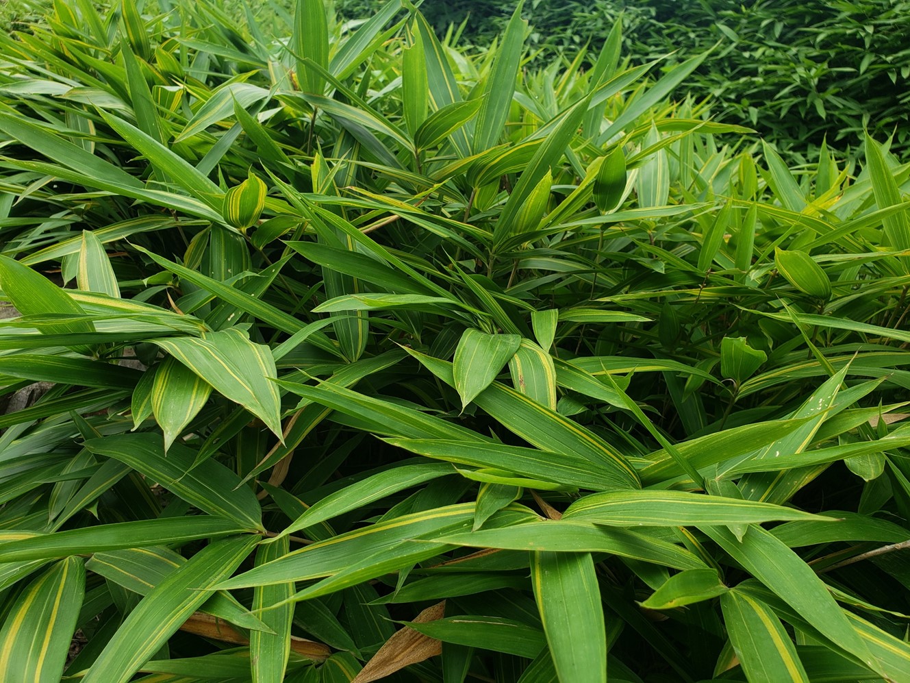 黄条金刚竹